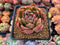 Echeveria Agavoides 'Jillian' Variegated 3" Succulent Plant