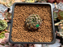 Echeveria 'Scorpio' 1" Succulent Plant