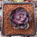 Echeveria 'Black Tan' 1" Succulent Plant