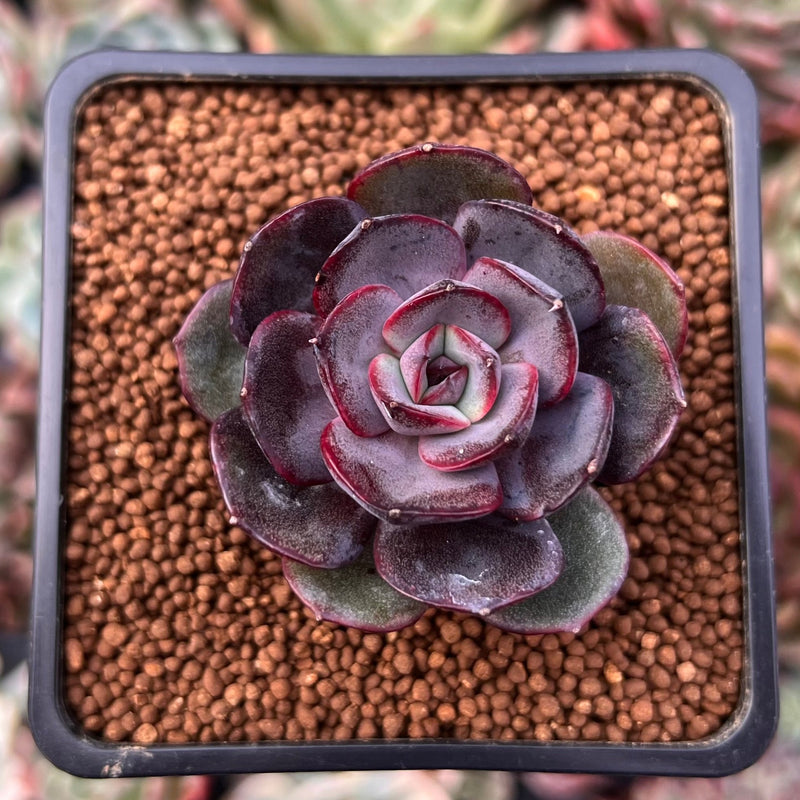 black market succulents Echeveria 'Black Tan' 1" Succulent Plant – True Succulents Plant Co