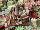 Echeveria 'Valentine' 2" Succulent Plant