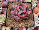 Echeveria 'Beyonce' Variegated 3" Succulent Plant