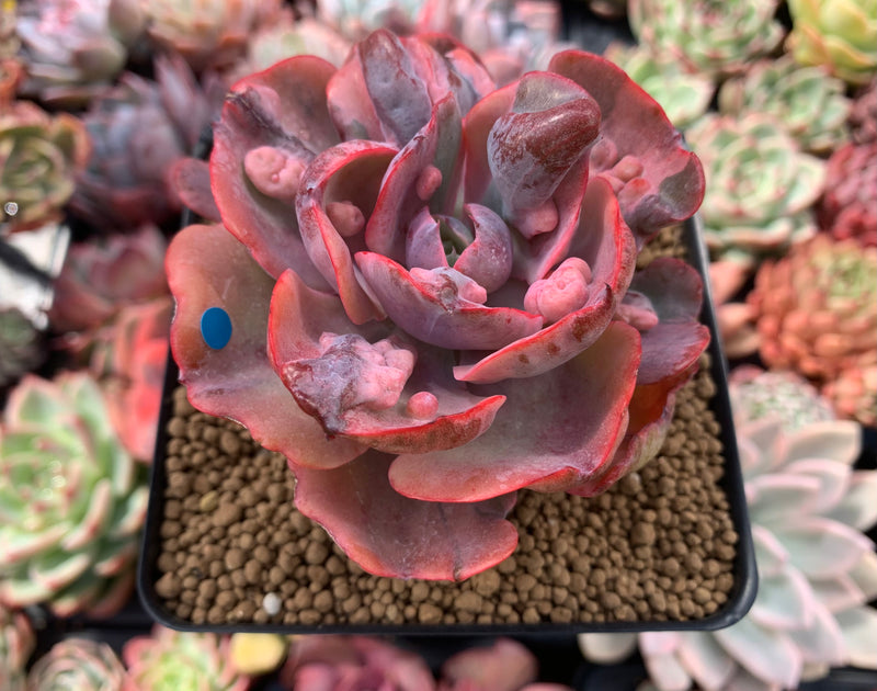 beyonce succulent Echeveria 'Beyonce' Variegated 4