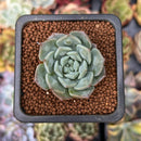 Echeveria 'Snow Drop' 1" New Hybrid Succulent Plant