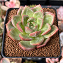 Echeveria 'White Champaign' 2" Succulent Plant