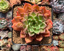 Echeveria Agavoides 'Black tip' 3"-4" Succulent Plant