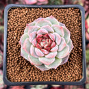 Echeveria 'Red Velvet' 1" Succulent Plant