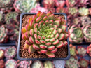Echeveria Agavoides 'Rainstar' 2" Succulent Plant