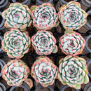 Echeveria 'Chihuahuaensis' 2" *Set of 9* Succulent Plants