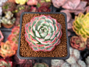 Echeveria 'Polonaise' 2" Succulent Plant