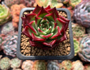 Echeveria Agavoides 'Sarabony Superclone' 1"-2" Succulent Plant