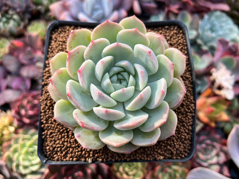 green orange succulent Echeveria 'Icy Green' x 'Orange Monroe' 3