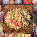 Echeveria 'Fabien' Crested 3" Succulent Plant