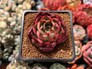 Echeveria 'Marshmallow' 2" Succulent Plant