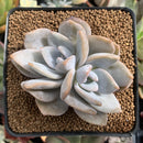 Echeveria 'La Bamba' Bifurcated 3" Succulent Plant