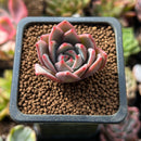 Echeveria sp. 1" Succulent Plant