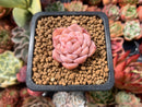 Echeveria sp. 1" Succulent Plant