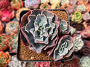 Echeveria 'Camisole' 3" Cluster Succulent Plant