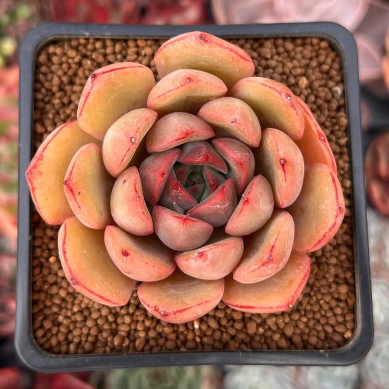 Echeveria 'Kainos' 2