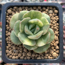 Echeveria 'Nicksana' Variegated 1" Cutting Succulent Plant