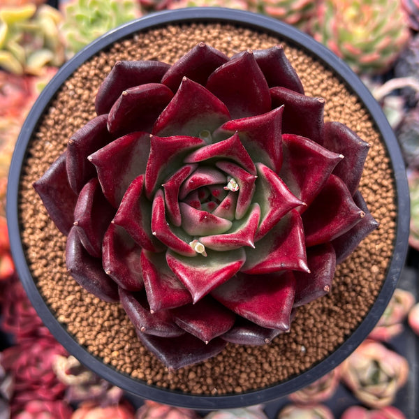 Echeveria Agavoides 'Black Polanto' 4" Succulent Plant