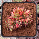 Echeveria Agavoides Crested 2"-3" Succulent Plant