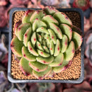 Echeveria Agavoides 'Reon' 2" Succulent Plant