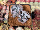 Echeveria 'Pignose' *Not E. Trumpet Pinky* 2" Succulent Plant