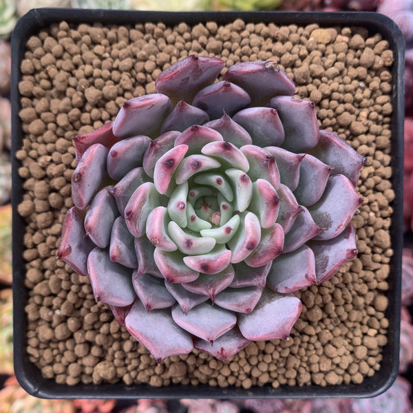 Echeveria 'Jackal' Selected Clone 2
