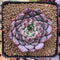 Echeveria 'Jackal' Selected Clone 2"-3" Succulent Plant