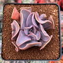 Echeveria 'Perle von Nurnberg' Trumpeting Form (Not Trumpet Pinky) 2" Succulent Plant