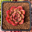 Echeveria 'Primiere' 1" Succulent Plant