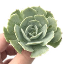 Echeveria 'Cooks Pride' Variegated 2"-3" Succulent Plant