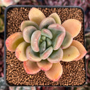Echeveria 'Mezzoglam' Seed-grown Hybrid 2"-3" Succulent Plant