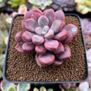 Echeveria 'Polari Heart' 2" Succulent Plant