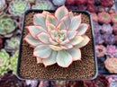 Echeveria 'Esther' Variegated 2" Succulent Plant