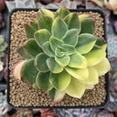 Echeveria 'Bob Jolly' Variegated 3"-4" Succulent Plant