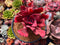 Echeveria 'Diamond State' Variegated 4" Succulent Plant