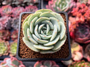 Echeveria 'Mont Blanc' 2" Succulent Plant