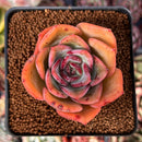 Echeveria 'Fortune Purple' 2" Succulent Plant