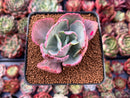 Echeveria 'Flying Cloud' Variegated 2"-3" Succulent Plant