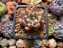 Echeveria 'Pena' 1" Succulent Plant