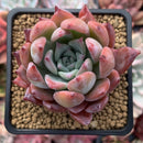 Echeveria 'Colorata Brandtii' 3" Succulent Plant