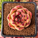 Echeveria Agavoides 'Mandela' 2" Succulent Plant