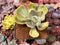 Echeveria 'Gigantea' Variegated 3" Succulent Plant