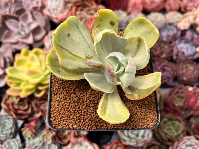 gigantea succulent Echeveria 'Gigantea' Variegated 3