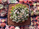 Echeveria 'Karen' 2"-3" Succulent Plant