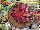 Echeveria Agavoides 'Luming' 5" Large Succulent Plant