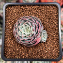 Echeveria 'Leglensis' 1" Succulent Plant