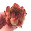 Echeveria Agavoides Frank Reinalt 2” Rare Succulent Plant